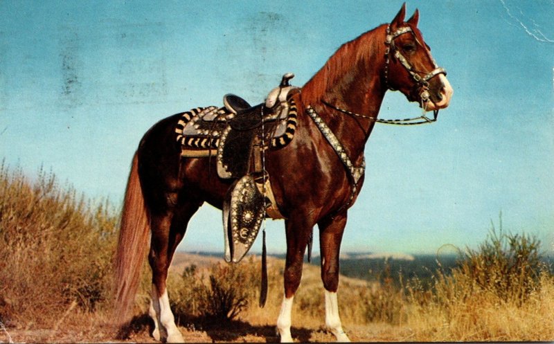 Beautiful Horse Hoss 1967