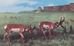 Antelope Exhibit - Museum of Natural Science, Denver CO, Colorado