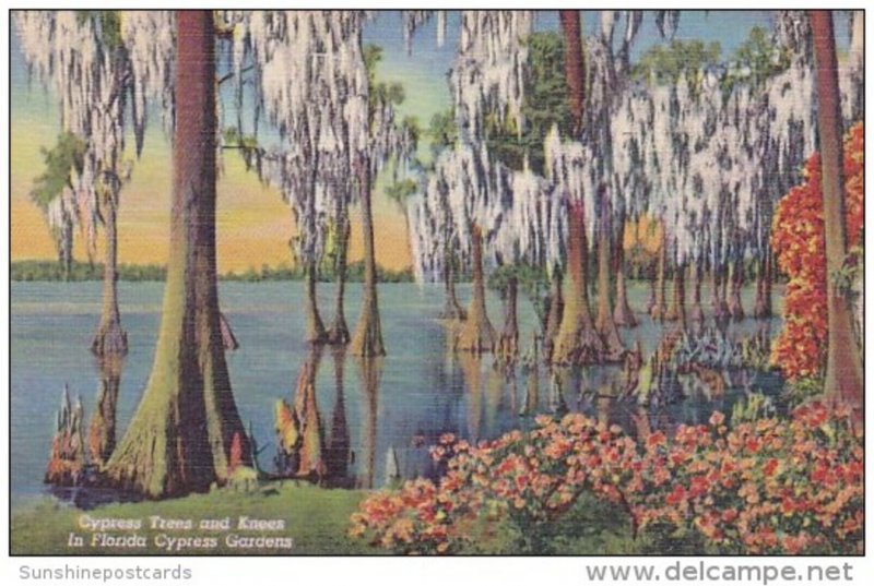 Florida Cypress Gardens Cypress Trees And Knees In Florida