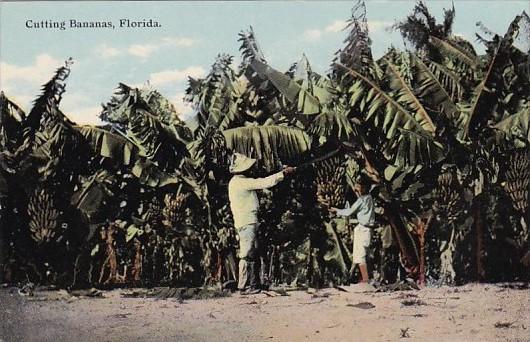 Florida Cutting Bananas