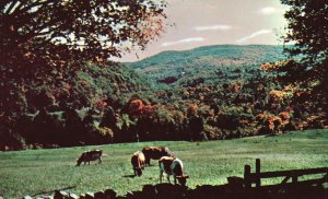 Vintage Postcard Chester Inn Pastoral Scene in Chester Vermont VT