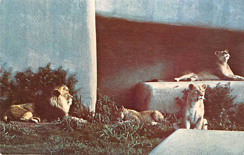 Louisville Zoological Garden African Lion Louisville Kentucky Topics