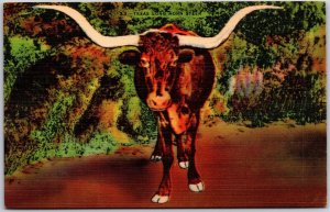 TX-Texas, Long Horn (Steer) With Horns 9 ft. 6 inches, Texas Cattle, Postcard