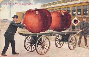 Apples Washington, USA 1911 