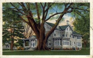 Largest Elm Tree in U. S. - Marietta, Ohio