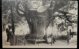 Vintage Postcard 1907-1915 A Significant Tree (at one point)