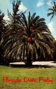 FLorida Beautiful Date Palm 1980