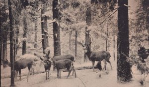 Rocky Mountain Deer California Academy Of Sciences Postcard