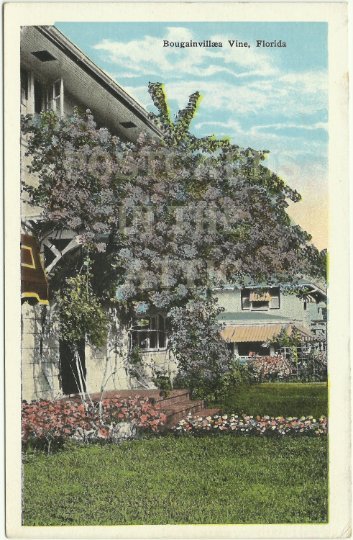 Bougainvillaea Vine in Florida Beautiful Scenic Florida Travel Souvenir Vintage