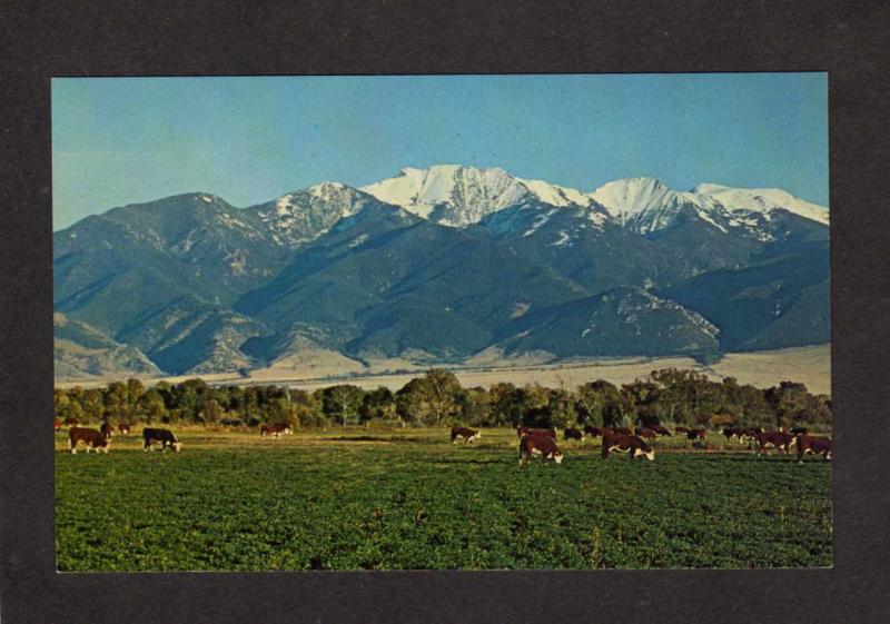 MT Man Mountain Jefferson River Cattle Whitehall Twin Bridges Montana Postcard