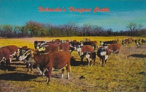 Nebraska Hereford Nebraskas Hereford Cattle