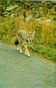 Coyote in British Columbia BC Unused Vintage Postcard F93