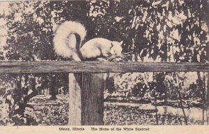 Illinois Olney The Home Of The White Squirrel Albertype
