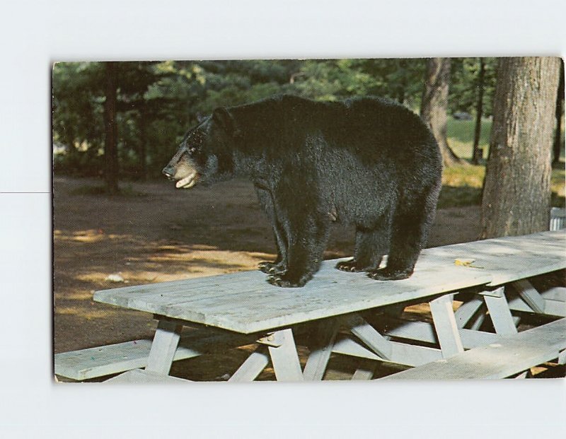 Postcard Black Bear on picnic table in the Allegany State Park, Salamanca, N. Y.