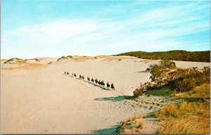 Sand Dunes Horseback Riding Cape Cod Massachusetts MA VTG Postcard UNP Unused 