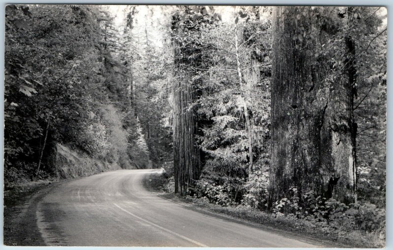 x2 LOT c1940s Unmarked Redwood Park Highway RPPC Trees Sequoia Real Photo A175