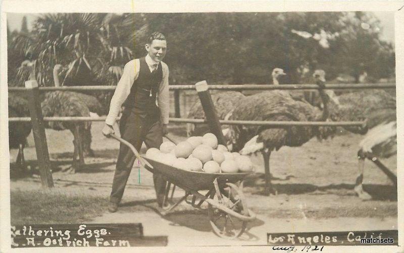 C-1910 Gathering Eggs Ostrich Farm Los Angeles California RPPC Real photo 5546