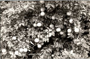 RPPC Grapefruit Growing Near San Benito TX Vintage Postcard K24