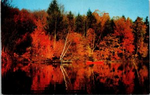 VINTAGE POSTCARD FALL SEASON AT THE LAKE GREETINGS FROM RILEY BROOK N.B. CANADA