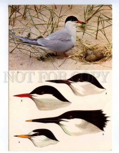 239422 UK BIRDS TERNS Common Arctic roseate Little Sandwich old Judges postcard