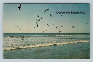 Ocean Isle Beach NC-North Carolina, Birds Searching Food, Chrome c1981 Postcard