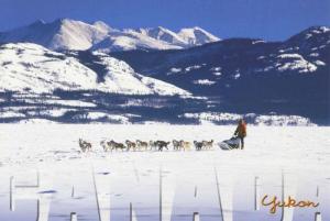 Yukon YT Canada Dog Teams Sled Winter Snow Dogs Unused Postcard D27