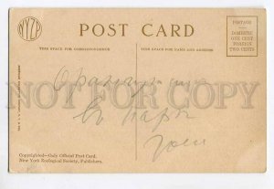 3050554 Weighing baby ORANGUTAN Vintage NEW YORK ZOO #4311 PC