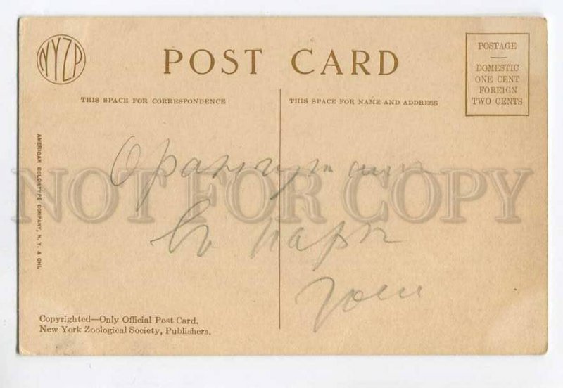 3050554 Weighing baby ORANGUTAN Vintage NEW YORK ZOO #4311 PC
