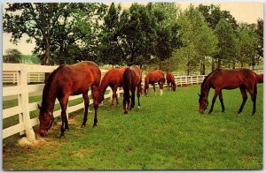 VINTAGE POSTCARD HORSES WHITE PICKET FENCES AND PASTURELAND