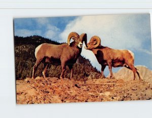 Postcard Rugged, Rocky Mountain Sheep, Rocky Mountains