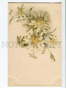 256930 C. KLEIN Alpine Flowers EDELWEISS Vintage M&B #1029 PC