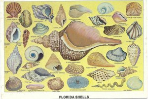 Florida Seashells from Tropical Florida  4 by 6