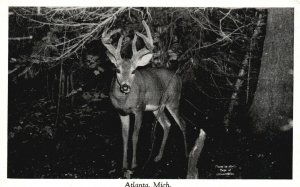 Vintage Postcard 1900's Deer Animals Atlanta Mich. Michigan By Charles J Herbert