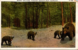 California Yosemite National Park Bears Mother and Cubs 1932