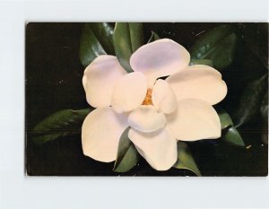 Postcard Magnolia Flower State Flower of Mississippi USA