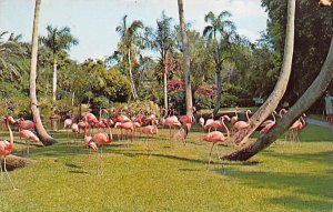 Pink Flamingos Sarasota Jungle Gardens - Sarasota, Florida FL Postcard