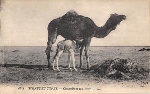 BR72394 chamelle et son petit camel  types africa