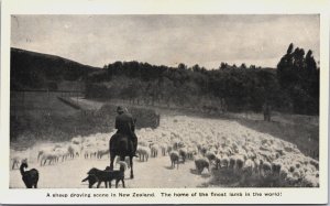 New Zealand A Sheep Droving Scene In New Zealand Vintage Postcard C097