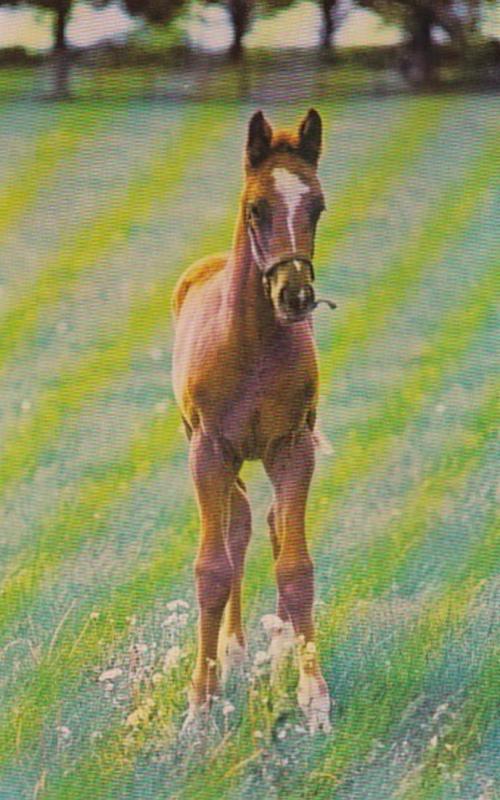 New York Saratoga Aqueduct Belmont Park Thouroughbred Foal Horse Racing