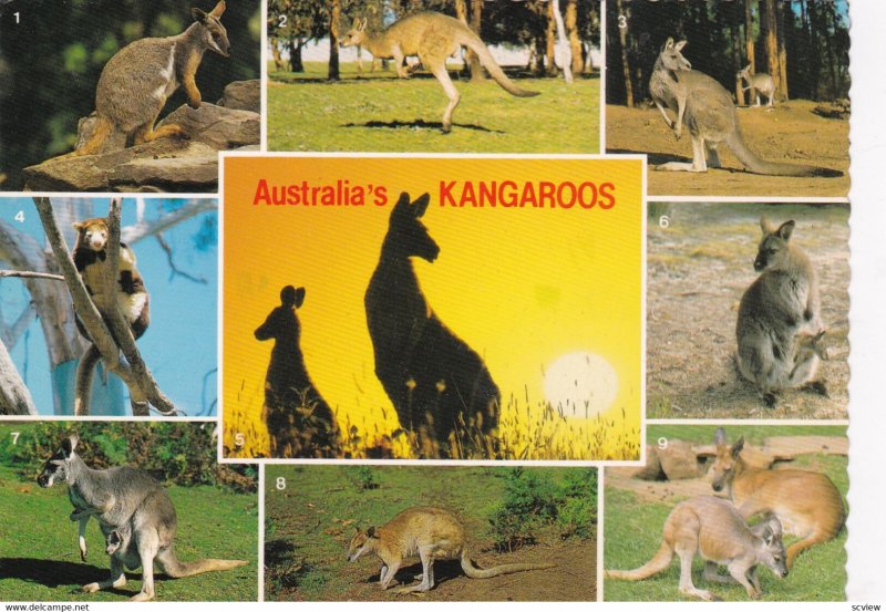 AUSTRALIA , 50-70s ; Kangaroos