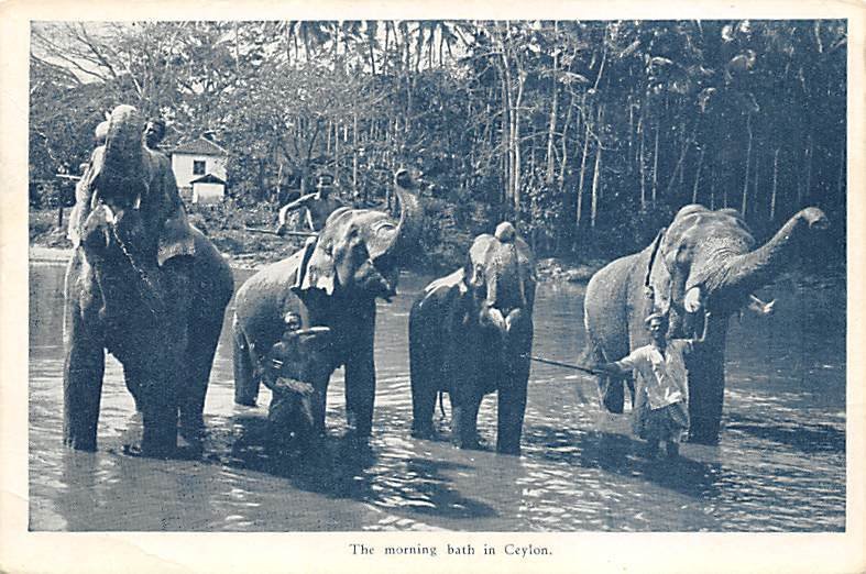 The Mornign Bath Ceylon Elephant 1929 crease, paper wear on back