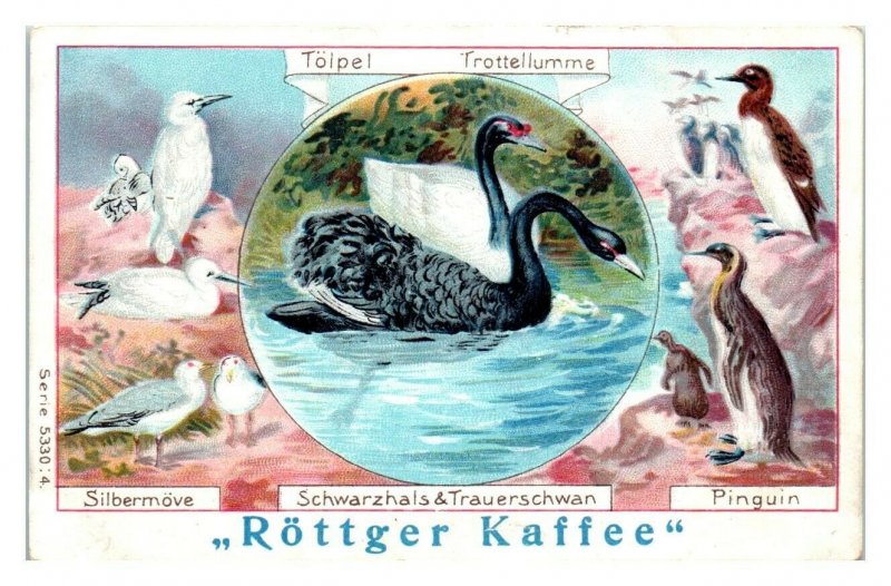 Swans, Gulls and Penguins, Rottger Kaffee German Trade Card *VT27I