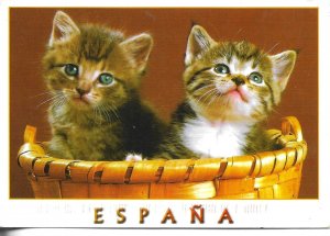 Two kittens in a basket. Modern Spanish photo postcard 1970s