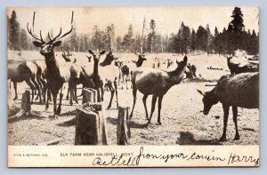 J97/ Kalispell Montana Postcard c1910  Elk Farm near Kalispell 392