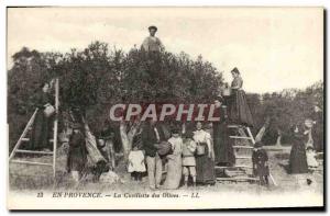 Old Postcard En Provence The Olive Harvest