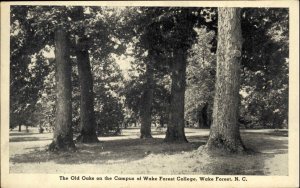 Wake Forest North Carolina NC College Campus Old Oaks Vintage Postcard