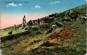 Herd of Goats Tenerife Spain Postcard