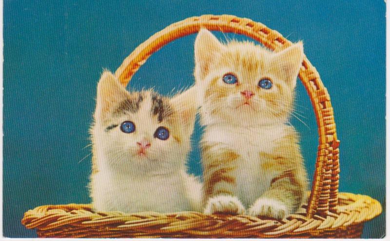 KITTENS IN BASKET