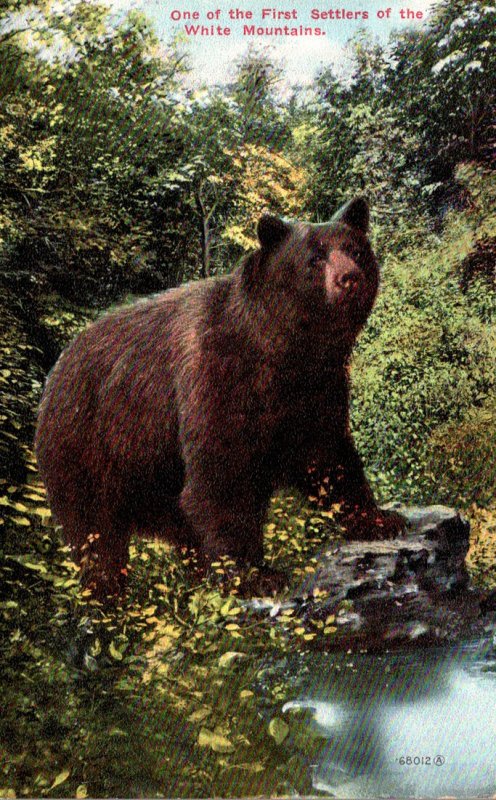 Brown Bear One Of The First Settlers Of The White Mountains