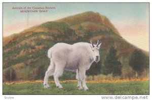 Mountain Goat, Canadian Rockies, Canada,  30-40s